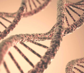 DNA Doppelhelix