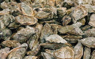 Muscheln