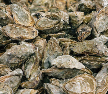 Muscheln