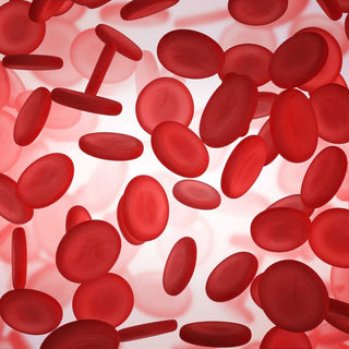 Ferritin und CRP: Warum ein einzelner Blutwert beim Eisenmangel nicht reicht
