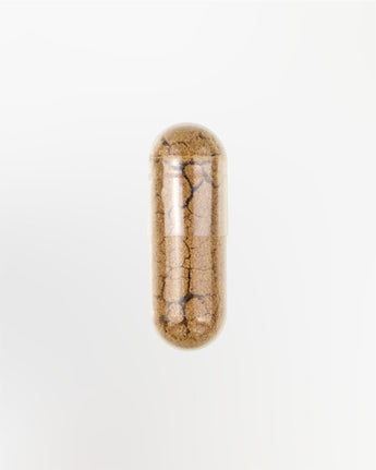 Astragalus Kapsel Nahaufnahme 